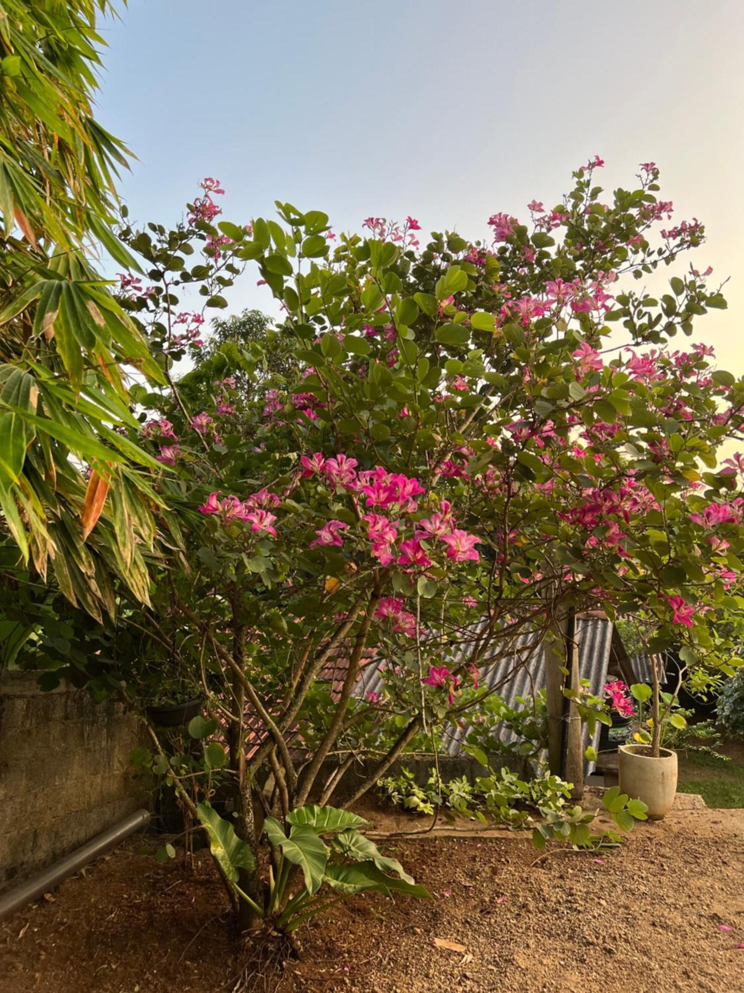 Kapaliya Unawatuna Exteriér fotografie